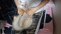 木津秀美ブリーダーのブログ：肉球さわれますよ🐾