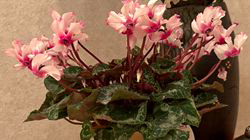 元録美香ブリーダーのブログ：デビュー目前💗ミヌエットベイビーズ✨