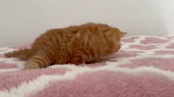 元録美香ブリーダーのブログ：今しばらくお待ちください😽💕