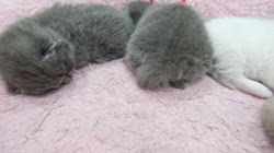 志水七海ブリーダーのブログ：子猫の成長✨