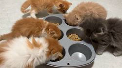 のブログ：頑張って食べてます
