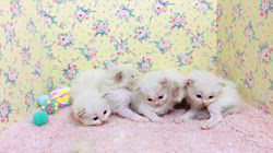 中瀬勇輝ブリーダーのブログ：🌼子猫ちゃんお披露目間近🌼