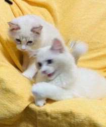 中瀬勇輝ブリーダーのブログ：🧡元気いっぱいの甘えた兄弟🤭🧡