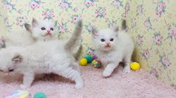 中瀬勇輝ブリーダーのブログ：🍼可愛いベビちゃん成長中🤱💐