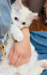 中瀬勇輝ブリーダーのブログ：綺麗な可愛いピンクの肉球だよぅ🐾✨
