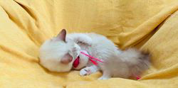 中瀬勇輝ブリーダーのブログ：🌿😸歯磨き🪥おもちゃに夢中💞🌿