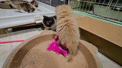 高柳佳奈ブリーダーのブログ：遊ぶ猫