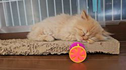 高柳佳奈ブリーダーのブログ：眠り猫