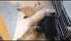 高柳佳奈ブリーダーのブログ：まだまだお母さんに甘える子猫たち🐈‍⬛  可愛らしく甘える姿に胸キュン💕 アップで見ると、レッド