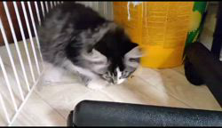 高柳佳奈ブリーダーのブログ：宝物をくわえて離さない子猫   お気に入りのおもちゃをくわえて離さない姿。 野生の瞳と無邪気さが溶け