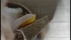 高柳佳奈ブリーダーのブログ:仲良しバトル♡上下でじゃれっこ中!