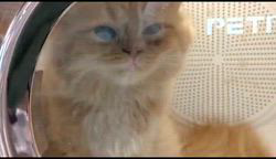 高柳佳奈ブリーダーのブログ:シャワーでさっぱり、