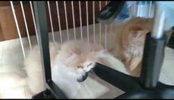 高柳佳奈ブリーダーのブログ：びっくりしてピョーン！  急に飛び出すおちゃめさん💨