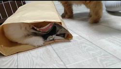 高柳佳奈ブリーダーのブログ：紙袋の中はまるで秘密基地✨