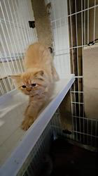 高柳佳奈ブリーダーのブログ：おはよう