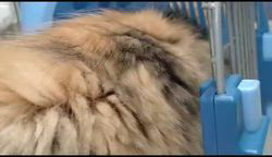 高柳佳奈ブリーダーのブログ：びっくりして飛び出しちゃった子猫🎵