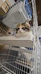 高柳佳奈ブリーダーのブログ：後ろから