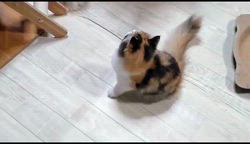 高柳佳奈ブリーダーのブログ：元気いっぱい！大ジャンプの子猫🎵