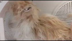 高柳佳奈ブリーダーのブログ：🧴✨ふわふわ香るシャンプー好きさん