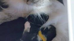 高柳佳奈ブリーダーのブログ：子猫の様子