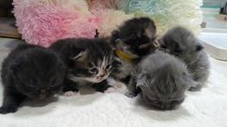 高柳佳奈ブリーダーのブログ：感謝を込めて新しい年へ