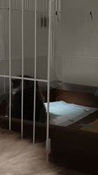 高柳佳奈ブリーダーのブログ：仲良くじゃれ愛