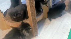 高柳佳奈ブリーダーのブログ：元気な子猫