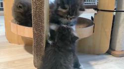 高柳佳奈ブリーダーのブログ：ちょっぴり大きい分