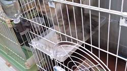 高柳佳奈ブリーダーのブログ：盗撮