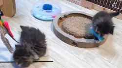 高柳佳奈ブリーダーのブログ：ドリームランド