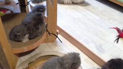 高柳佳奈ブリーダーのブログ：お兄ちゃんたちの遊びにタジタジな弟分子猫たち🐾