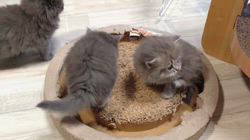 高柳佳奈ブリーダーのブログ：とっても楽しそう♡