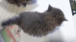 高柳佳奈ブリーダーのブログ：やんちゃで可愛い♡