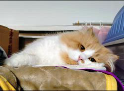 高柳佳奈ブリーダーのブログ：パパと子供たち