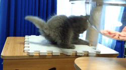 高柳佳奈ブリーダーのブログ：色々な遊びができるようになったフロスト君(仮名)です。