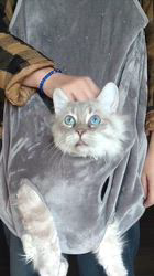 高柳佳奈ブリーダーのブログ：パパの紹介とママに甘えている子猫♡