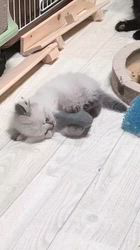 高柳佳奈ブリーダーのブログ：小さなあんよで向かう
