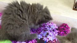 高柳佳奈ブリーダーのブログ：お花畑で楽しいお遊び  子猫達が穏やかな気持ちでそれぞれ楽しんでいますね。 　