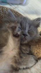 高柳佳奈ブリーダーのブログ：猫ちゃんのおやすみタイム💤  大好きな睡眠
