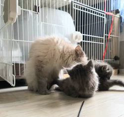 高柳佳奈ブリーダーのブログ：ママ遊びのじゃましないで😾