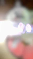 篠宮美奈子ブリーダーのブログ：FELICITE藍姫ベビー健康診断・ワクチン・マイクロチップ