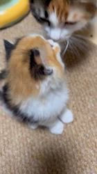 のブログ：おなかすいた🪽
