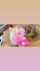 鬼島恵里ブリーダーのブログ：ピカピカ🪽‪