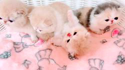 田中オクサーナブリーダーのブログ：かわいい子ちゃん達産まれてます❤️