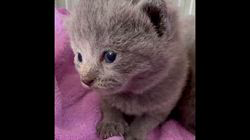 北川とも子ブリーダーのブログ:今朝のシャル✨みんな目が開きました